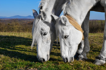 Naklejka na ściany i meble beautiful white horse grazing in a meadow