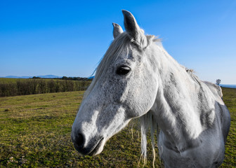 Obraz premium beautiful white horse grazing in a meadow