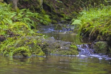 Obraz na płótnie Canvas spring forest creek