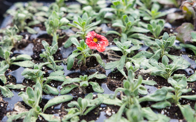 Flower seedlings planted by hands