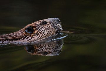 North American Beaver - Castor canadensis, close-up portrait and reflection while swimming in the still water of it's pond. © rtaylorimages