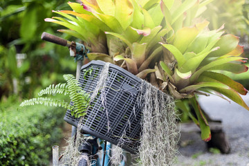Old bicycle with flowers