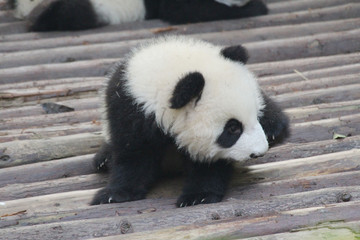 Baby Panda