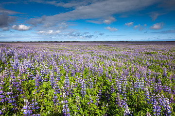 Fototapeta premium View at Icelandic plains during summertime