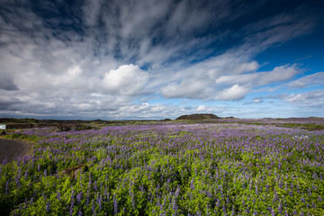 Obraz premium View at Icelandic plains during summertime