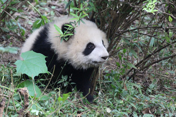 Obraz premium Baby Panda