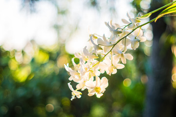 Beautiful White Phalaenopsis orchid on a branch