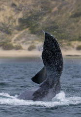 Fototapeta premium Southern Right whale ,Eubalaena Australis