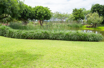 green  plants in tropical wetland,  in a natural pond
