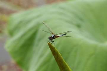 dragonfly