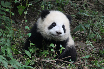 Obraz premium Baby Pandas Sitting on the Grass