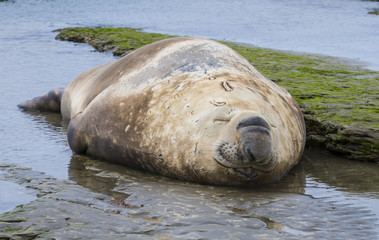 Elephant seal, Patagonia, Argentina