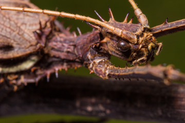 Fototapeta na wymiar Moss Mimic Stick Insect - Anthropoda
