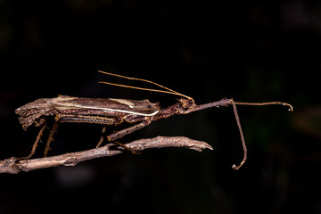 Moss Mimic Stick Insect - Anthropoda
