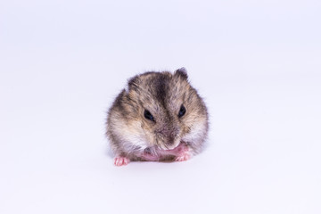Little and Cute Hamster