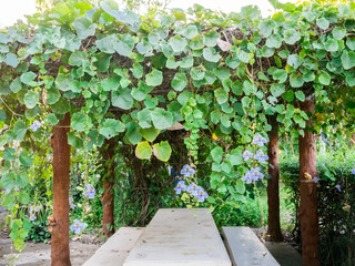 Wooden arbor of Blue Bengal Trumpet with a set of white table