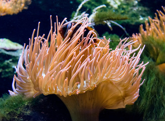 Naklejka na ściany i meble Sea anemone
