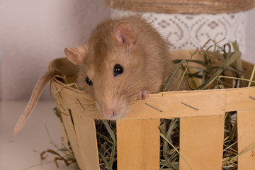 look of gold rat
