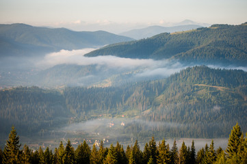 Obraz premium Morning with fog over mountain slopes, covered with spruce forest