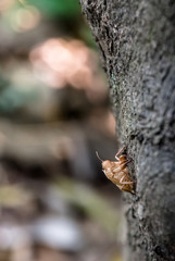 Cicada slough at tree, Chinese herbal medicine