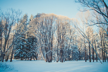 Winter snowy forest landscape, big tree