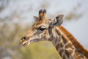Giraffe portrait (Giraffa), Etosha National Park, Namibia
