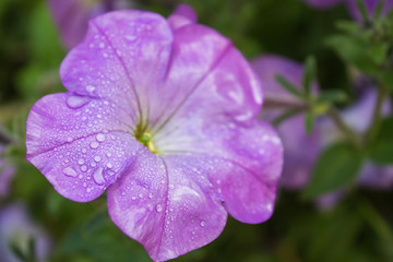 drops of dew on a purple petunia flower on a blurred background. shallow depth of field