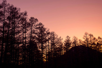 Pine tree silhouette during sunset in the woods, beautiful scenery of sunset