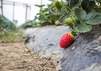 ripe red strawberry growing on a bush with green leaves 