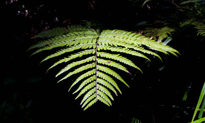 Fern in the dark