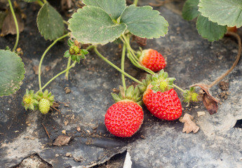 ripe red strawberries growing on a bush with green leaves 