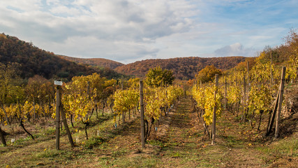 Fototapeta na wymiar Autumn vineyard