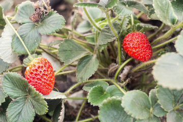 Two ripe red strawberries growing on a bush with green leaves 