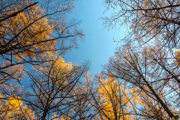 Natural Frame by Yellow Japanese Larch or Pine Tree in Autumn