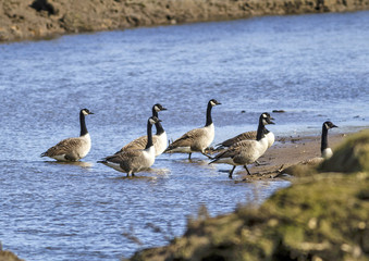 Wild Canada geese