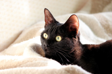 beautiful young black cat in home interior.