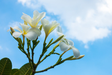 White flowers on blue sky background


