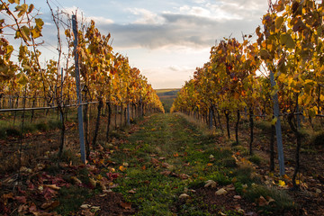 Fototapeta premium Vineyard sunset