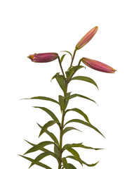 Stem pink lily hybrids Oriental Group  on   white background iso