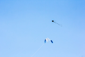 Kites in the sky blue