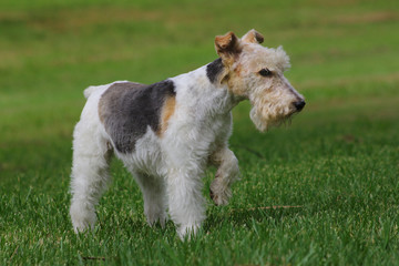 Welsh Terrier dog on green grass.