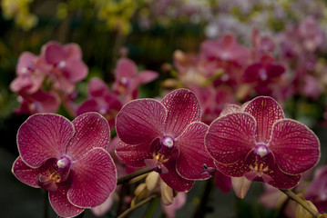 Photography of Phalaenopsis Orchid flowers.