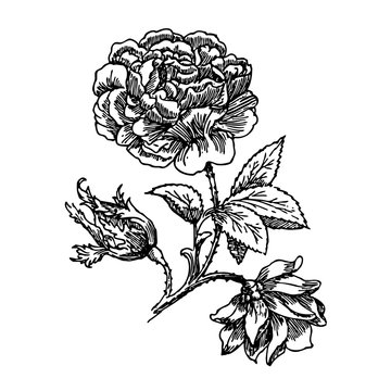 нарисованный черно-белый цветок пиона,эскиз,тату,художественный