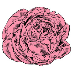 Hand-drawing peonies. Vector graphic flowers. Decorative background for cards, invitations. Template greeting card.