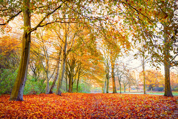 Obraz premium Red and yellow autumn trees in park