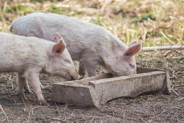 Two little piglets eating out of the wooden trough 