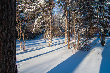 Winter forest with shadows