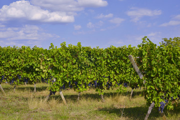 Fototapeta na wymiar Vignes et raisin noir du Périgord, département de la Dordogne en région Nouvelle-Aquitaine, France 