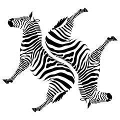 Fototapeta na wymiar black zebras on white