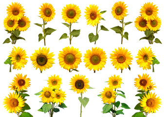 Naklejka premium Sunflowers collection on the white background.